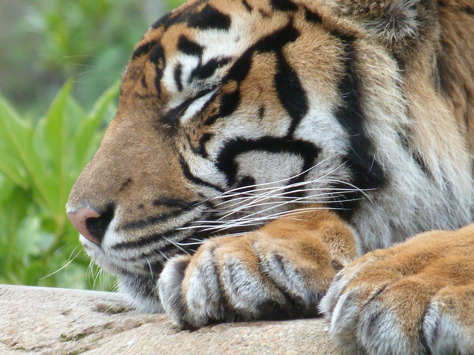 Wien: Zufriedenheit der Expats steigt – Fortschritte und Herausforderungen