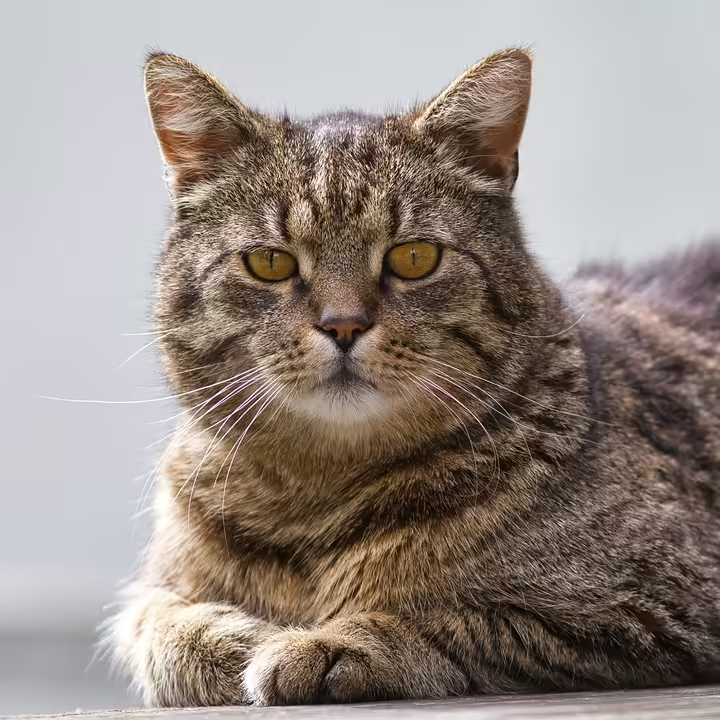 Wildcats feiern Meisterschaft und Pokalsieg: Ein unvergesslicher Abend!