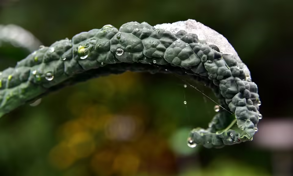 Wintergemüse aus Oberösterreich: Chancen und Herausforderungen des Klimawandels