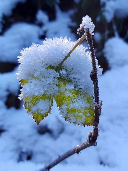 Winterzauber im Alten Backhaus: Birgit Ehrenreichs neue Fotografien