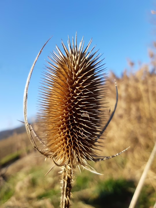 Winterzauber im Europa-Park: Besuchersorgen über steigende Ticketpreise
