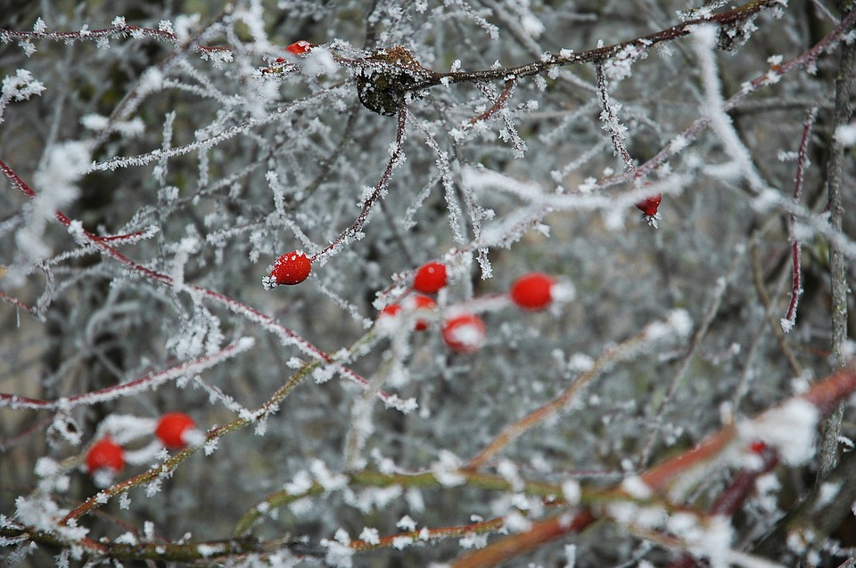Winterzauber im Europa-Park: Kürbisse und Tannenbäume im November