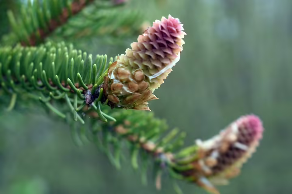 Woolworth eröffnet neue Filiale am Hollabrunner Hauptplatz