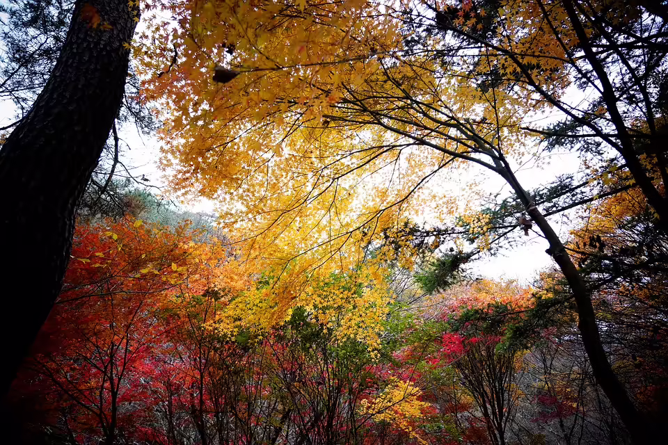 Ybbser ASK krönt herbstliche Erfolge mit Sieg in Korneuburg