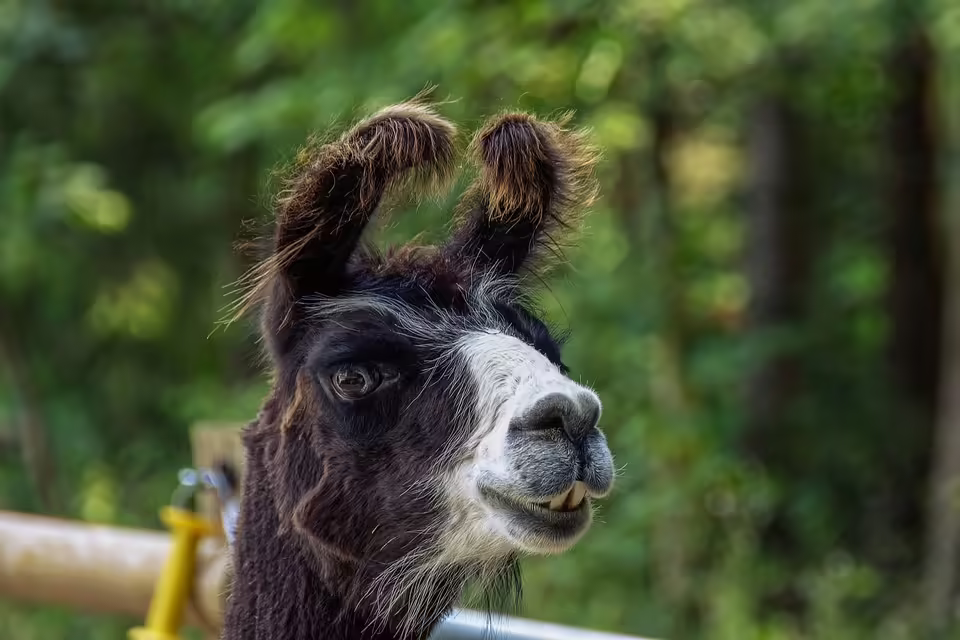 Zuchtstier attackiert Bauer in Kärnten: Rettung im Klinikum