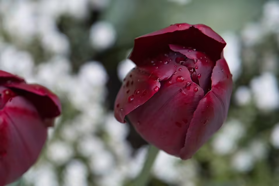 Zukunftsvision für den TÜPl Allentsteig: Das neue Besucherzentrum