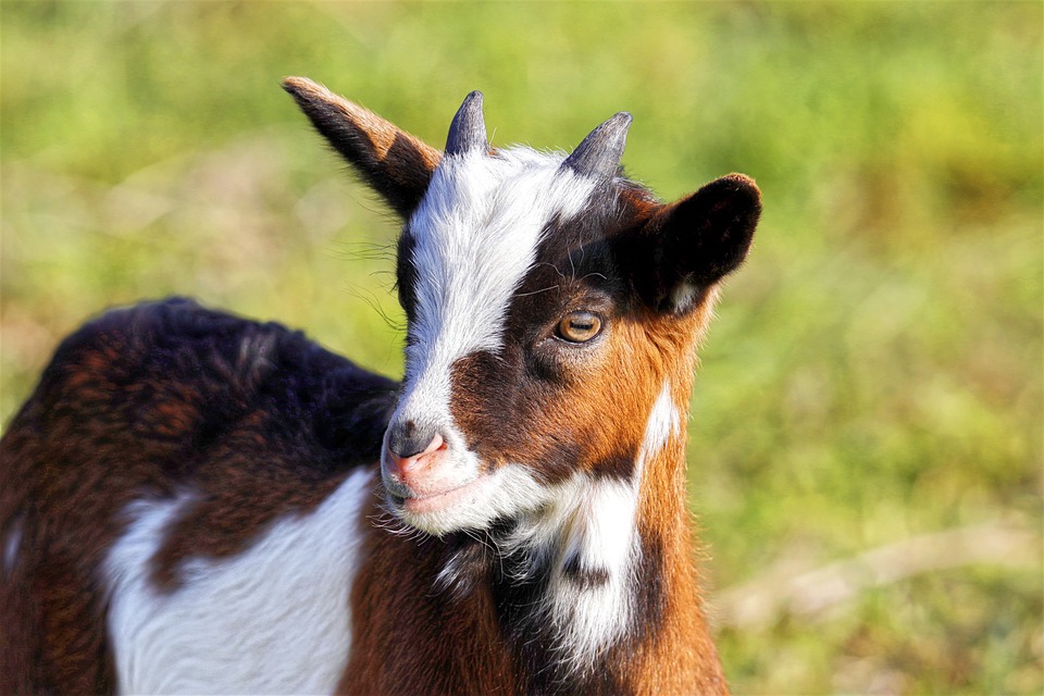 Zukunftsweisende Berufsinformation: #check dir deine Zukunft in Zell am See