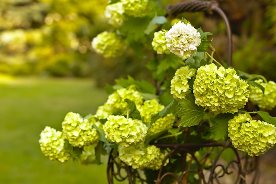 Deutschland beschuldigt Elon Musk der Wahlbeeinflussung