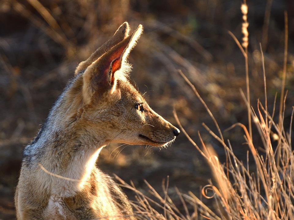 Ethiopien und Kenia teilen Strom über die 1 Mrd. $  Stromautobahn