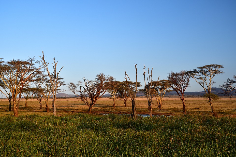 Kenia: Abgeordneter bei Anti-Entführungs-Protesten festgenommen