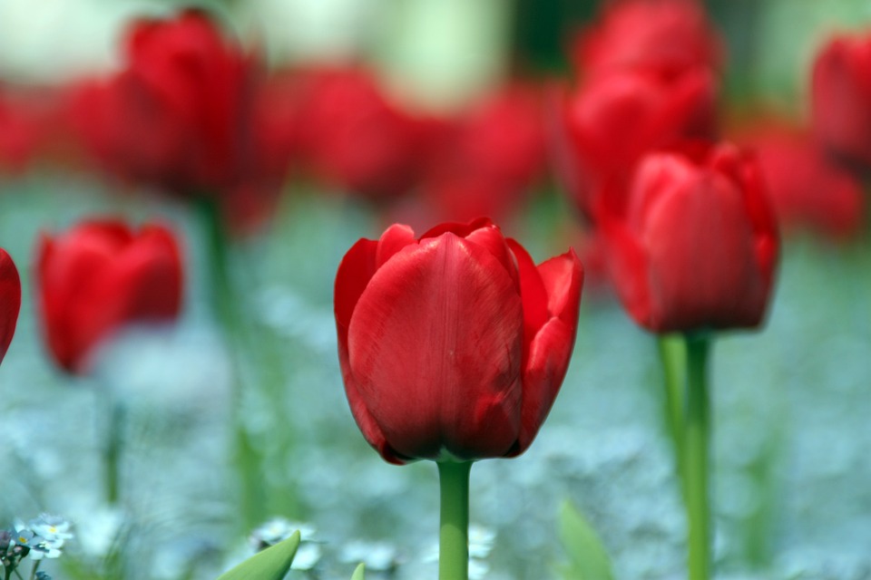 Rumänen wählen Parlament amid Unruhen wegen russischer Wahlbeeinflussung