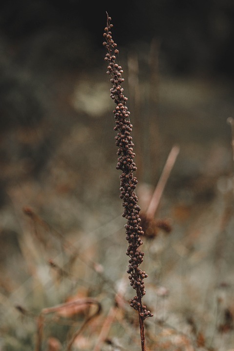 Wo ist Assad? Nach dem Fall von Damaskus bleibt er unauffindbar