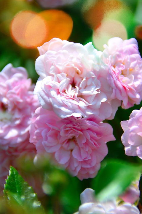 Zehntausende Leichen in syrischen Massengräbern, so die Advocacy-Gruppe