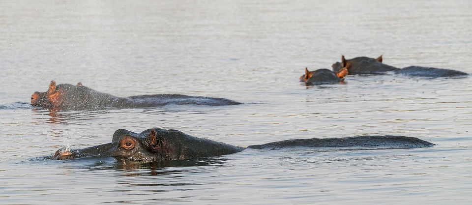 Auch Nilpferde, Elefanten und Affen fliehen vor Gewalt in Sinaloa