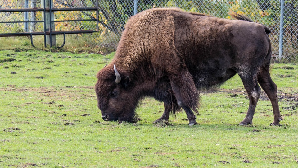 Manitoba erklärt Notstand wegen Wildbränden – Tausende fliehen