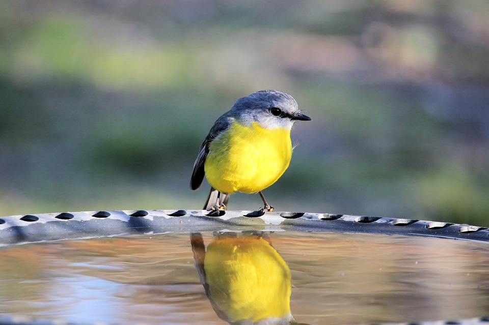 Australier in Villa auf Bali erschossen