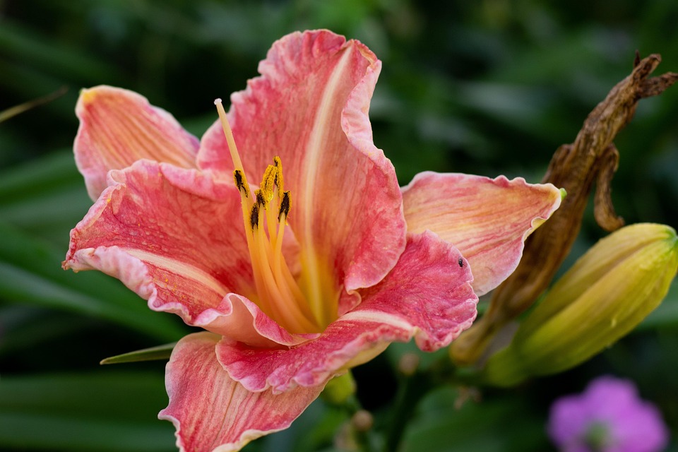 Beeindruckendes Bild von rosa Löffler über einem Hai gewinnt Preis