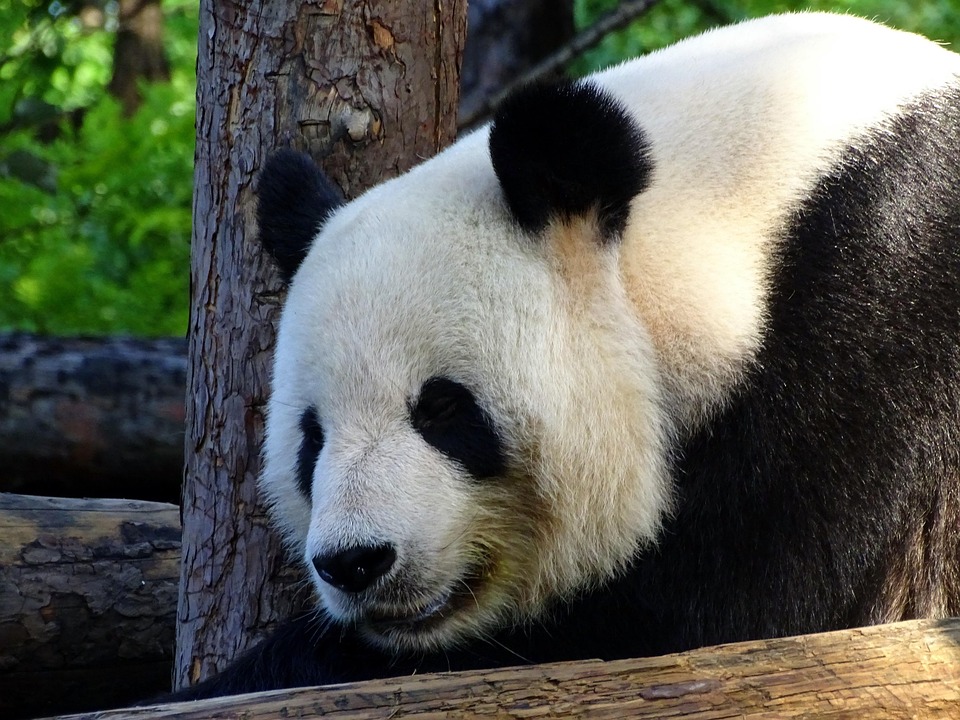 China schlägt globale KI-Governance vor, während die USA isoliert handeln