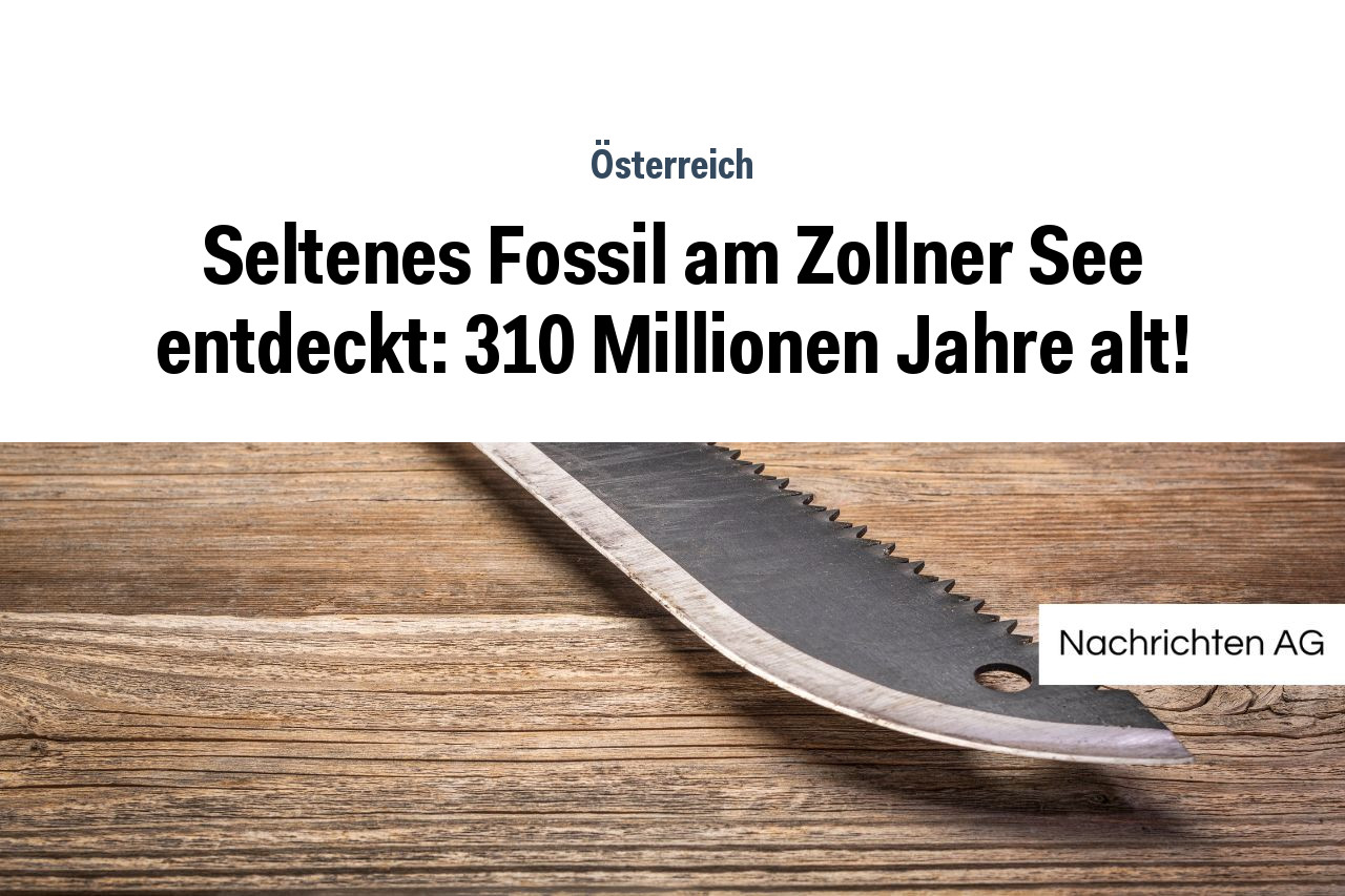 Seltenes Fossil am Zollner See entdeckt: 310 Millionen Jahre alt!