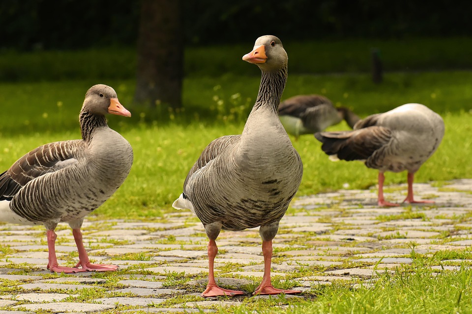 Durian-Musicals: So innoviert ein Park mit der umstrittenen Frucht