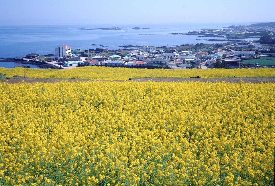 Jeju, das  Hawaii Südkoreas , erteilt Richtlinien für Touristen