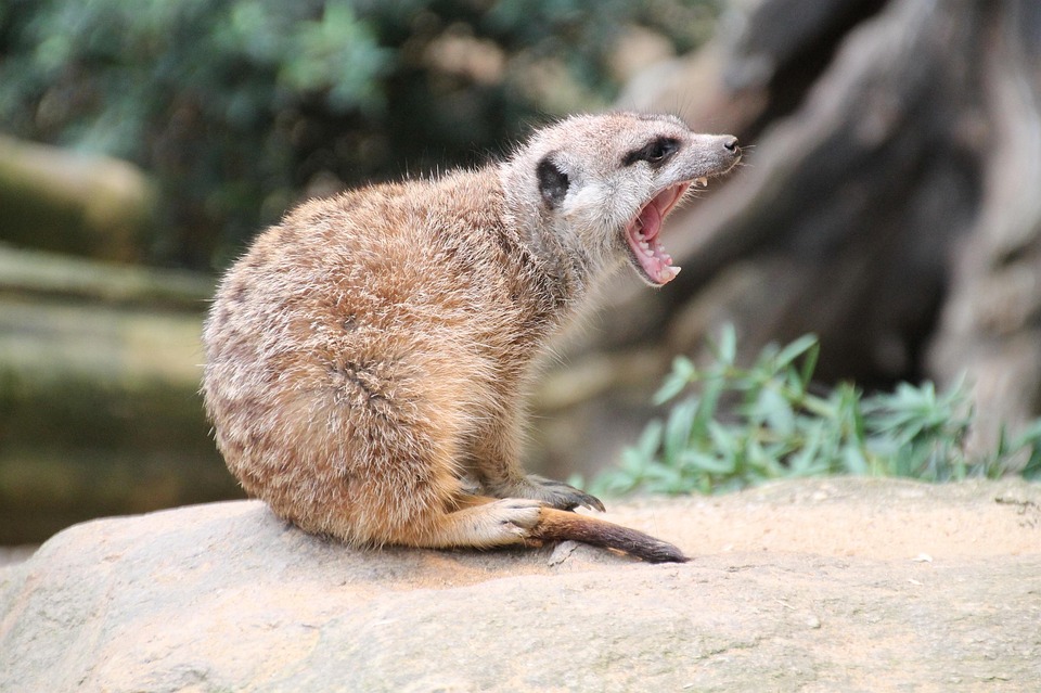 Zoo in Dänemark bittet um Spenden von Haustieren zur Fütterung von Raubtieren