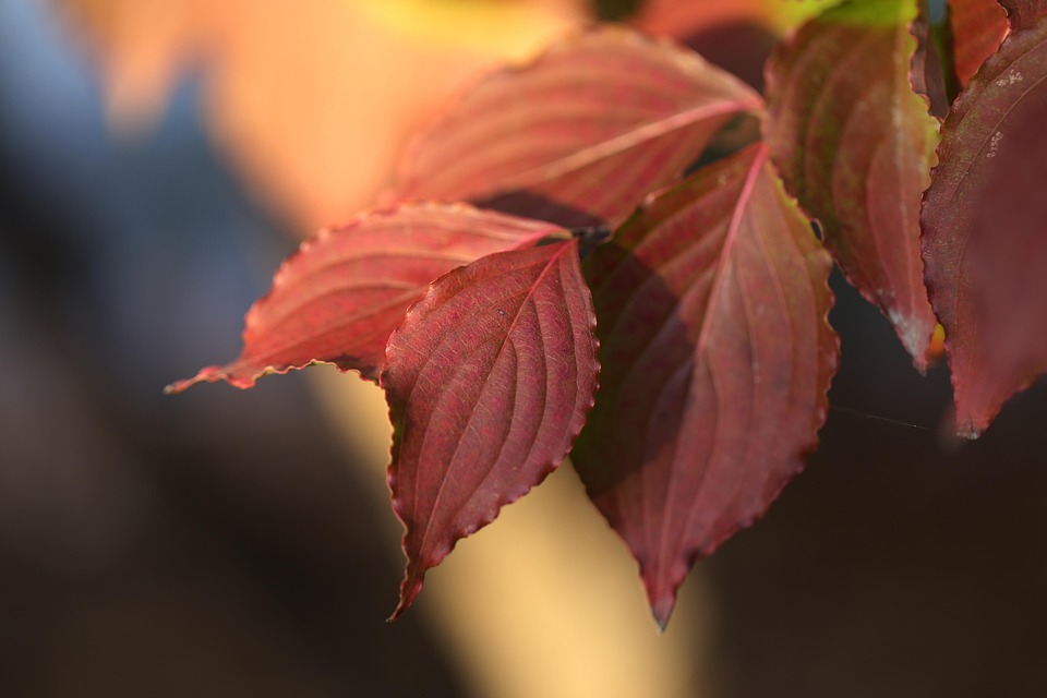 Südkorea stoppt Bärenzucht und Bilextraktion